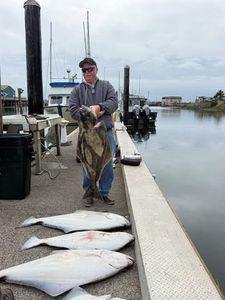 Three Pacific Halibut caught fishing in Reedsport Oregon displayed on marina dock