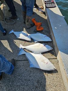 Fresh caught Pacific Halibut on dock in Reedsport Oregon
