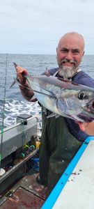 Image of an Atlantic Bonito fishing catch in Reedsport
