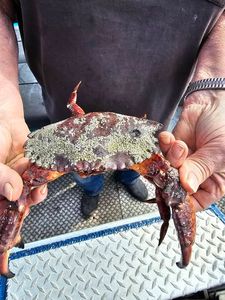 Large Cabezon crab caught during fishing trip in Reedsport Oregon
