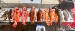 Ten fishing rods on the Reedsport shore