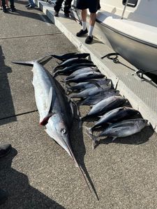 Two Atlantic Bonito fish caught in Reedsport
