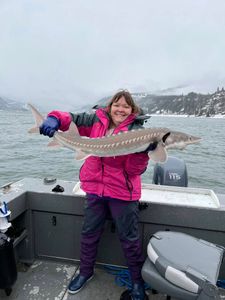 Photograph of a white sturgeon, a large freshwater fish, caught by a person in Reedsport, Oregon.
