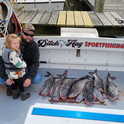 3 blue catfish caught in Baltimore, Maryland