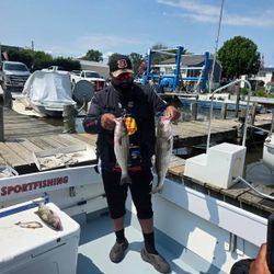 Striped bass fishing catch displayed on charter boat in Baltimore MD
