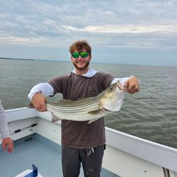 Striped bass caught during fishing charter in Baltimore MD