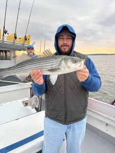 Striped bass catch displayed on fishing charter boat in Baltimore MD waters