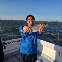 Striped bass catch displayed on fishing charter boat in Baltimore MD waters