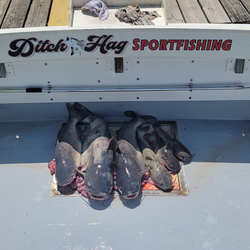 Beautiful cruises and fishing in MD