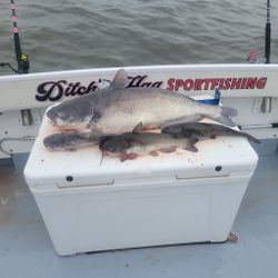 Two blue catfish and white catfish in Baltimore