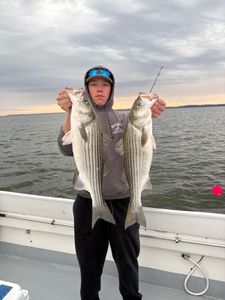 Two striped bass caught during fishing charter in Baltimore MD