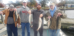 Five striped bass caught on a fishing trip in Maryland