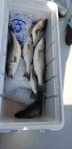 Two striped bass caught in Baltimore, Maryland