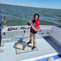 Striped bass catch displayed on fishing charter boat in Baltimore MD waters