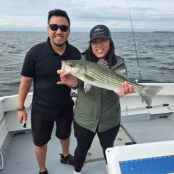 Striped bass caught during fishing cruises in MD