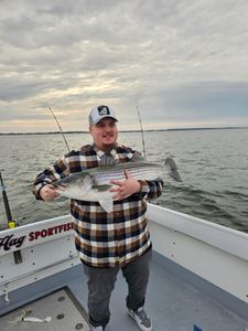Striped bass caught while fishing in MD