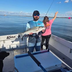 Striped bass caught while fishing in MD