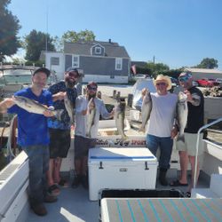 5 striped bass and wiper fish caught in Baltimore cruises and fishing