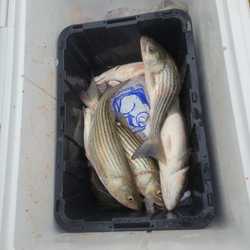 Three striped bass caught during a fishing cruise in MD