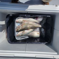 3 striped bass and yellow bass fish caught in Baltimore