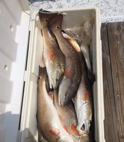 Four fish caught in Port O'Connor