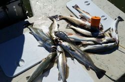 6 spotted weakfish caught in Port O'Connor