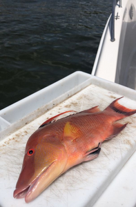 Dog snapper caught at Madeira Beach