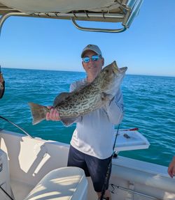 Gag grouper caught while fishing in Madeira Beach Florida