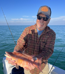 Hogfish caught while fishing in Madeira Beach