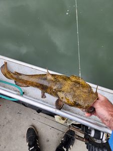 Hooking Into Dayton's Catfish Glory