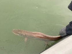 Musky In Action In Dayton, OH