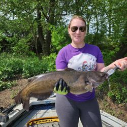 Blue Catfish, 25 inches, caught fishing in OH