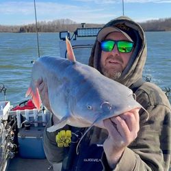 Brown Bullhead fish caught while fishing in Dayton