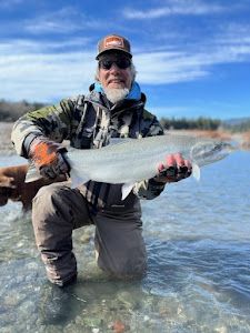 Steelhead Spectacle In Northern, CA