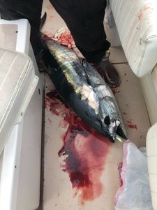 Atlantic Bonito fish in Neptune City