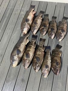 Eight beautiful Ballan wrasse and Tautog fish swimming in the waters of Neptune City