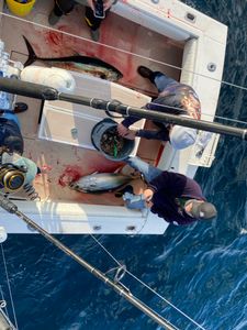 Two blackfin tuna fish caught in Neptune City