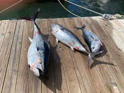 Two blackfin tuna fish caught in Neptune City