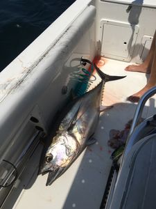 Blackfin Tuna fish caught in New Jersey