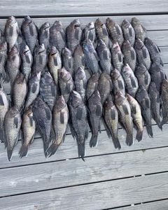 11 fish caught fishing in NJ