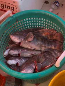 Three fish caught in NJ