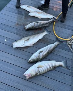Five striped bass caught in Neptune City