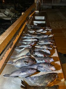 Four redfish caught in Neptune City
