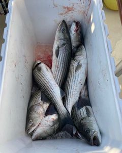 Five striped bass caught while fishing in NJ