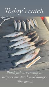 Five striped bass caught in Neptune City