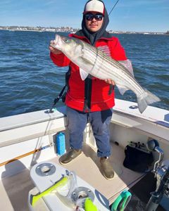 Striped bass caught while fishing in NJ