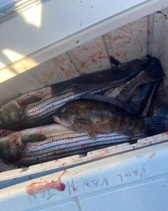 Two tautog fish caught while fishing in Neptune City