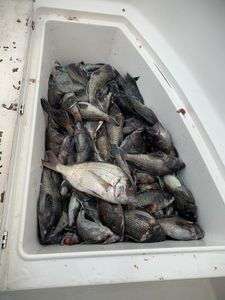 Three scup fish caught during fishing in NJ