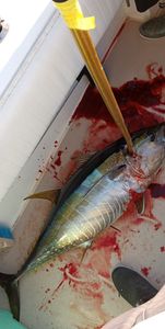 Yellowfin Tuna caught fishing in NJ