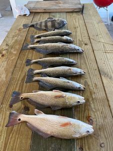 Tybee Island Fishing Charters : Trophy Fish Awaits